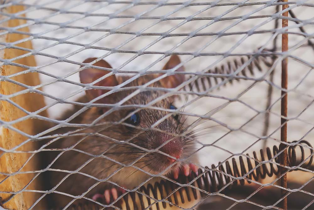 How do Peromyscus mice and insects get into homes?