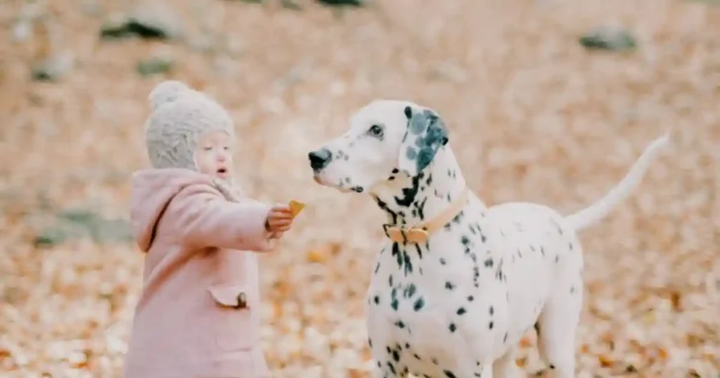 A young child interacts with a Dalmatian dog in a forest filled with autumn leaves..