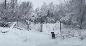 Two abandoned dogs, a promise kept, and a reunion you have to see to believe. Discover how compassion and a second chance transformed a frightened pup’s life. Perfect for dog lovers and anyone who believes in happy endings.