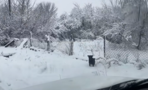 Two abandoned dogs, a promise kept, and a reunion you have to see to believe. Discover how compassion and a second chance transformed a frightened pup’s life. Perfect for dog lovers and anyone who believes in happy endings.