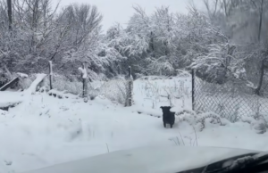 Two abandoned dogs, a promise kept, and a reunion you have to see to believe. Discover how compassion and a second chance transformed a frightened pup’s life. Perfect for dog lovers and anyone who believes in happy endings.