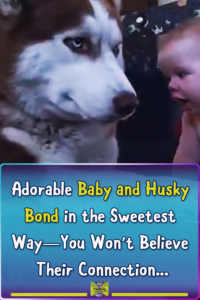 Watch What Happens When a Baby Meets a Gentle Husky—The Result Is Pure Joy!