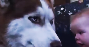 Watch What Happens When a Baby Meets a Gentle Husky—The Result Is Pure Joy!