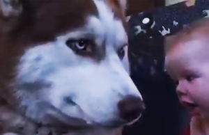 Watch What Happens When a Baby Meets a Gentle Husky—The Result Is Pure Joy!