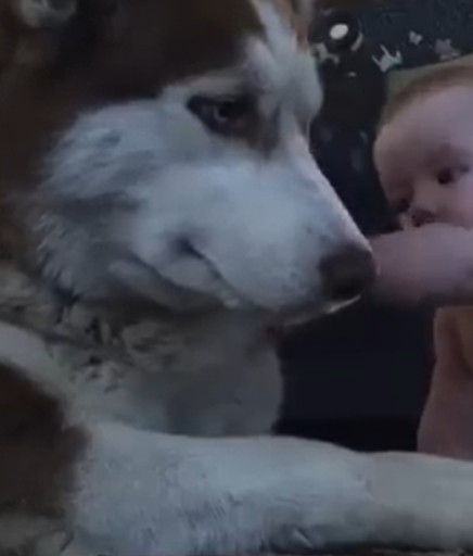 Watch What Happens When a Baby Meets a Gentle Husky—The Result Is Pure Joy!