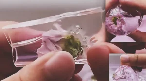 Hands making a clear nano tape flower water ball with a small pink flower sealed inside a transparent squishy bubble filled with pale pink liquid.