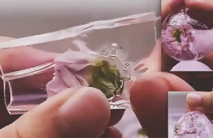 Hands making a clear nano tape flower water ball with a small pink flower sealed inside a transparent squishy bubble filled with pale pink liquid.