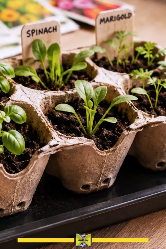 Egg carton seed-starting tray with drainage holes holding soil and seedlings