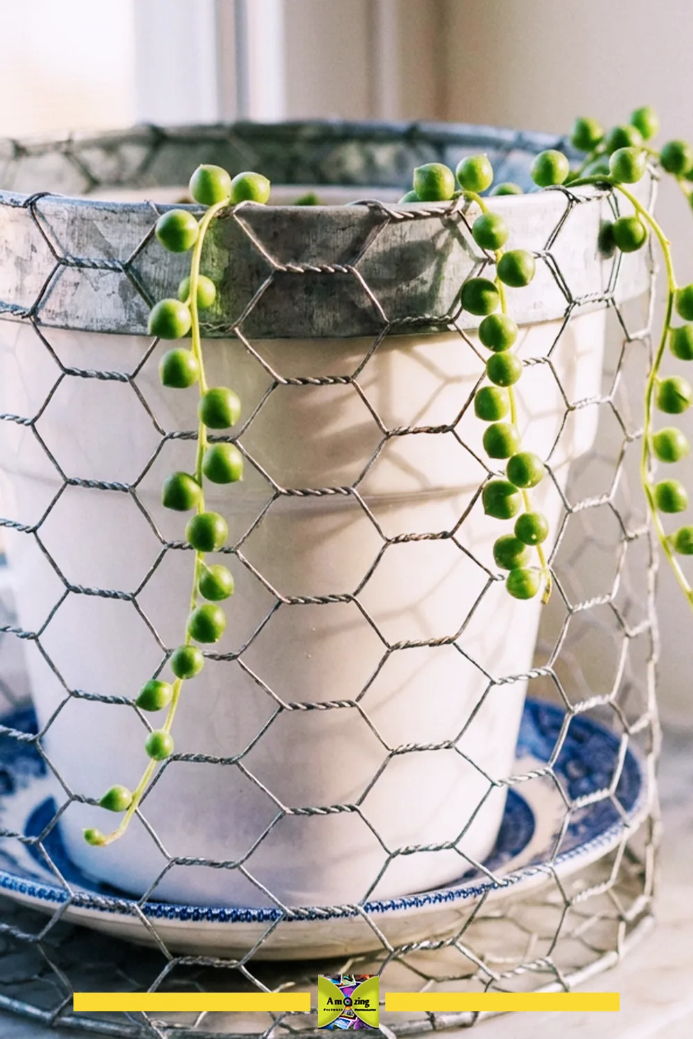 Decorative Cachepot with Wire Sleeve and String of Pearls Plant