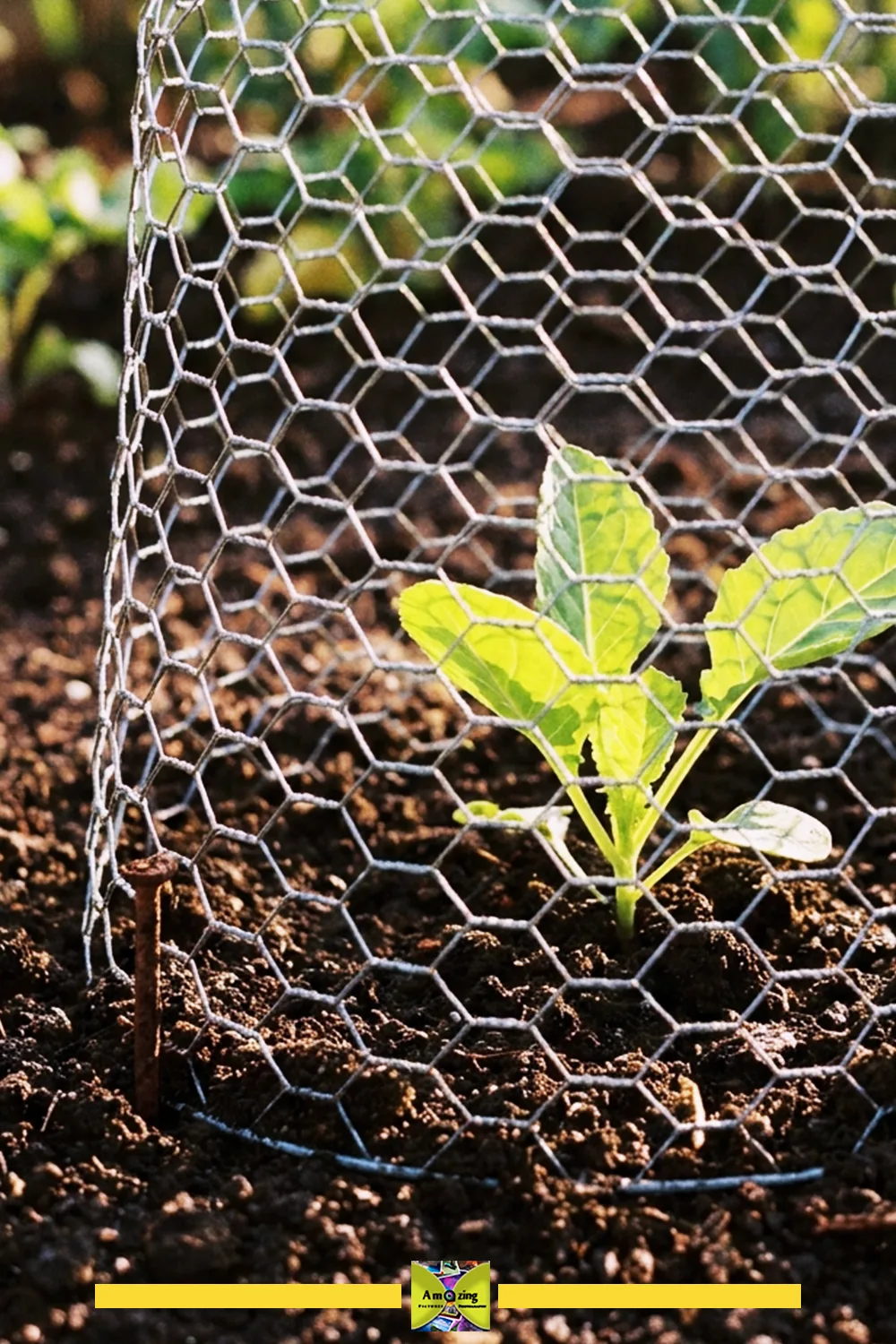 Young Plant Protected by Garden Cloche