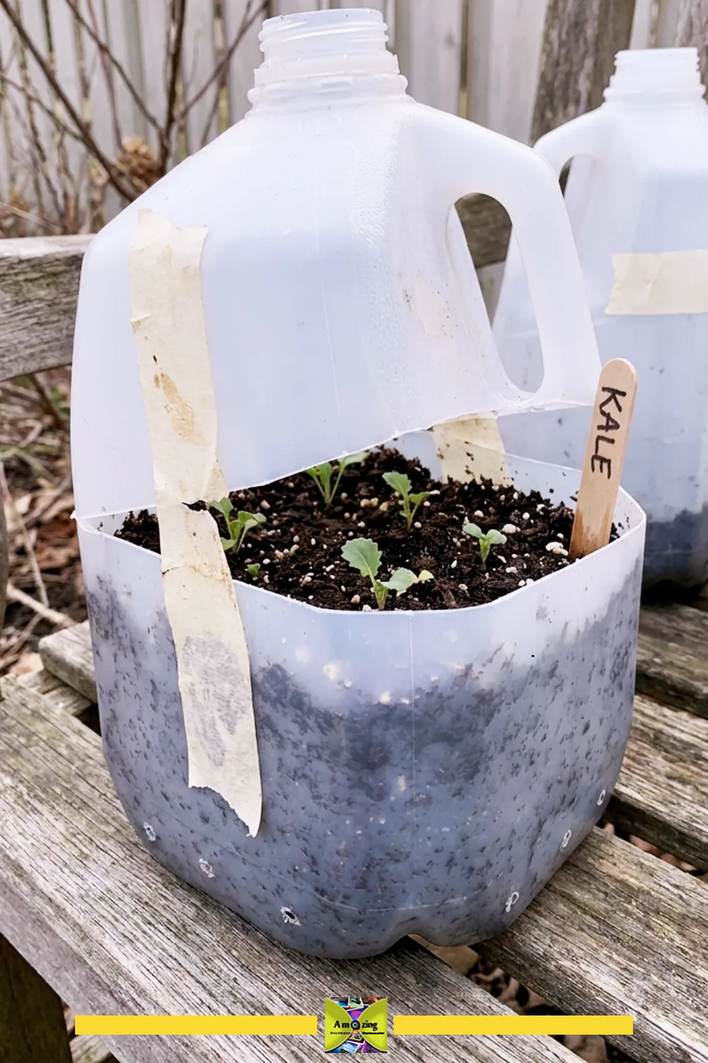 Plastic milk jug used as a winter sowing container with kale seedlings growing inside
