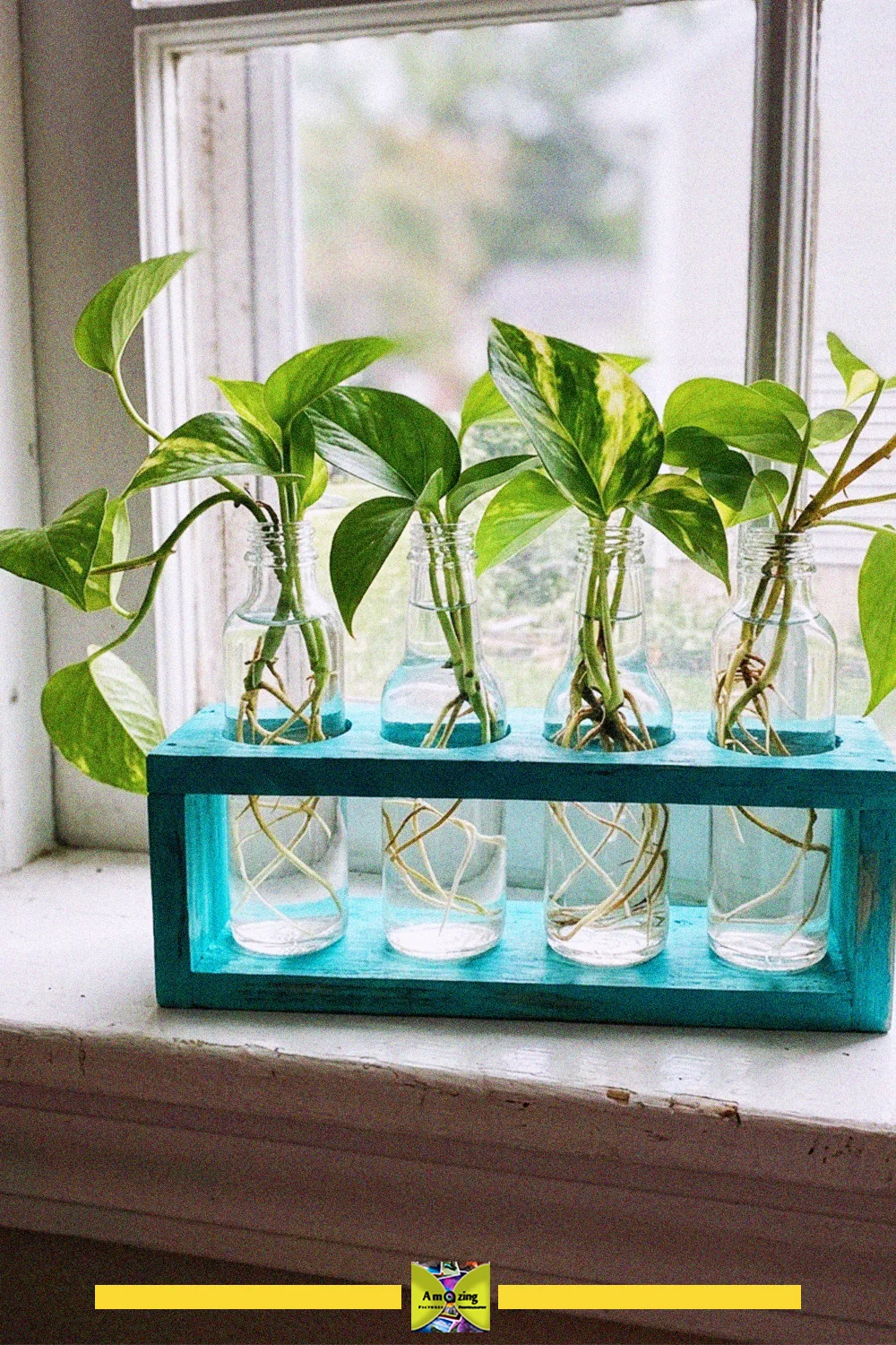Water propagation station with pothos cuttings in small glass bottles held in a blue wooden stand on a windowsill